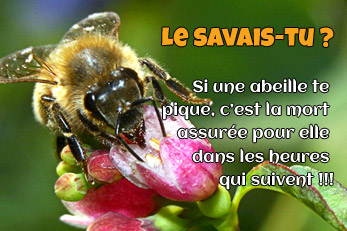 LE SAVAIS-TU ? : Les abeilles meurent après t'avoir piqué